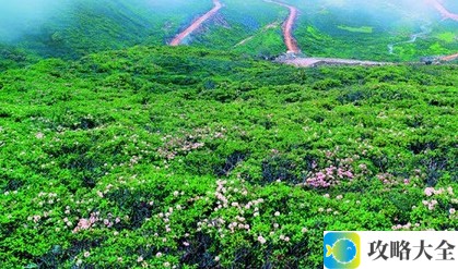 《微博》7月19日森林驿站每日一题答案